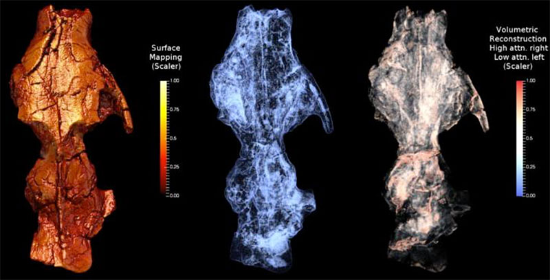 three views of a mammal scull